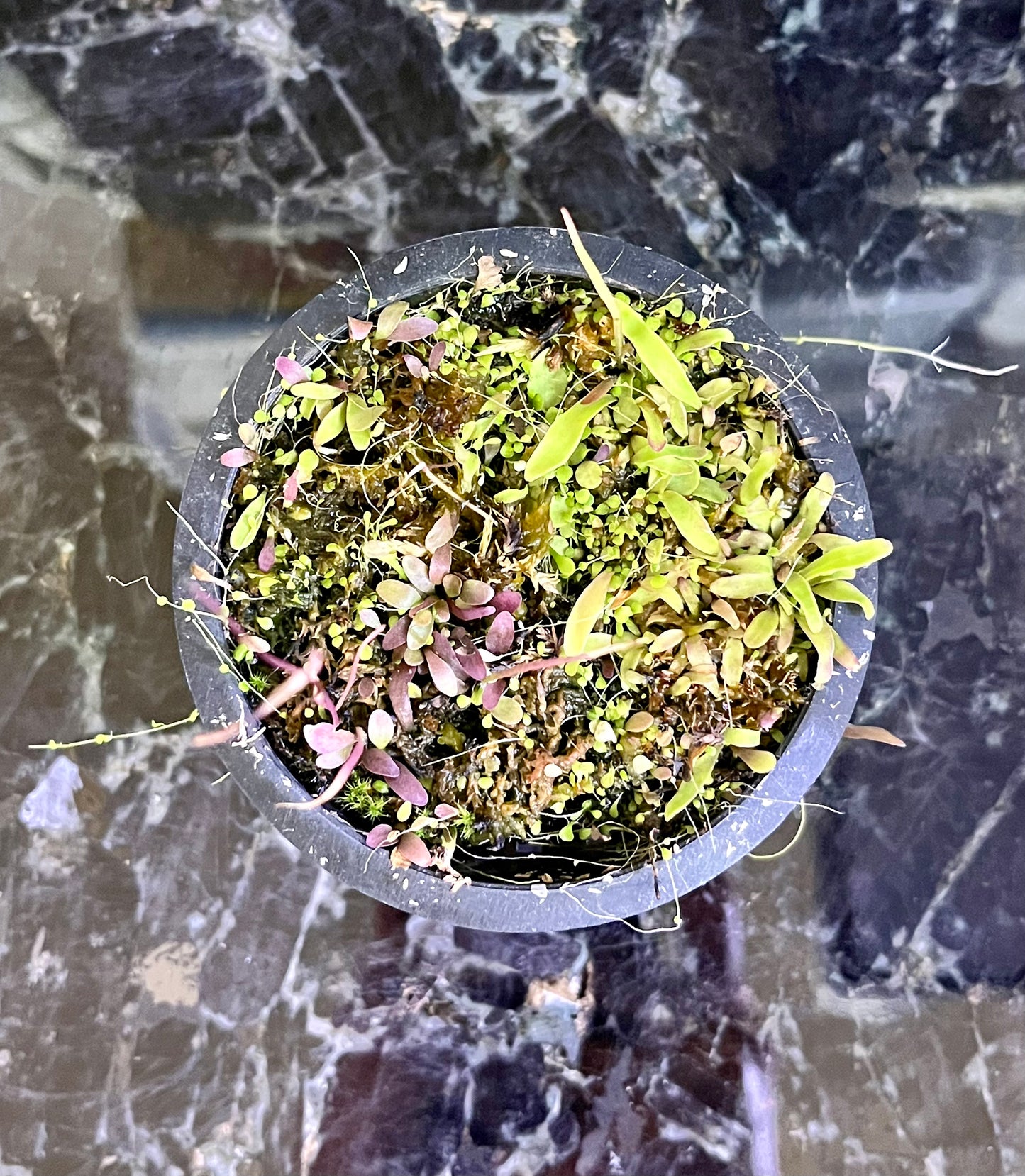 Utricularia PARTY - mix of select utrics