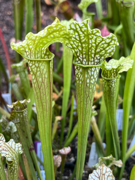 Sarracenia alabamensis x leucophylla - seed grown