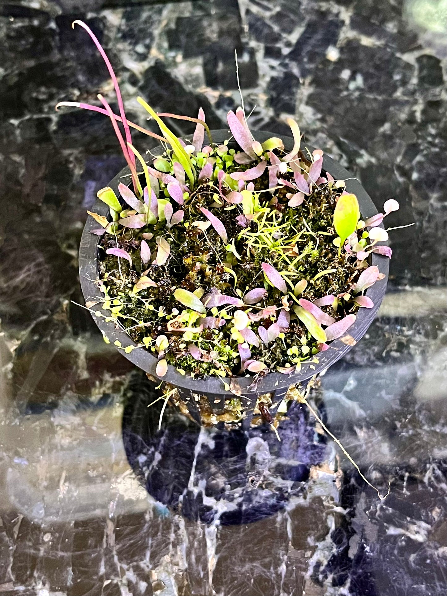 Utricularia PARTY - mix of select utrics