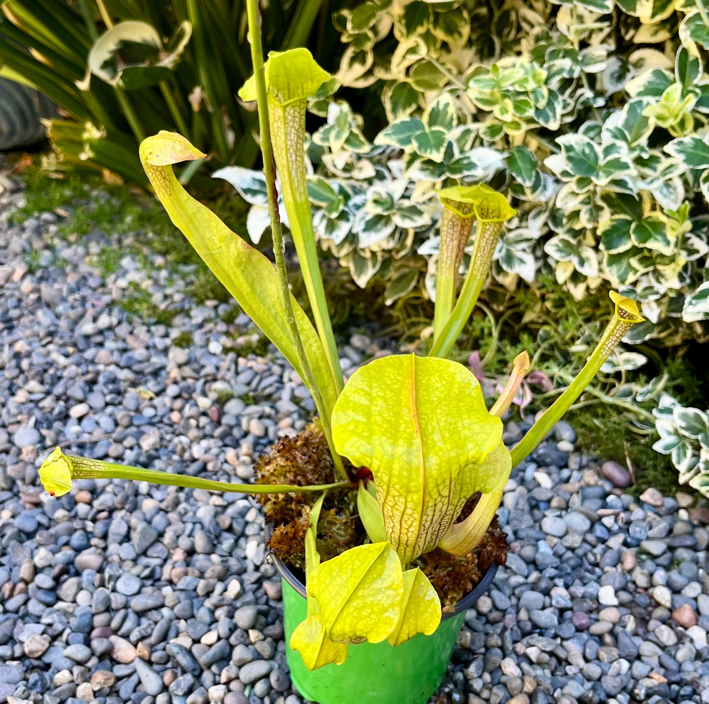 Sarracenia 'Hummer's Hammerhead'