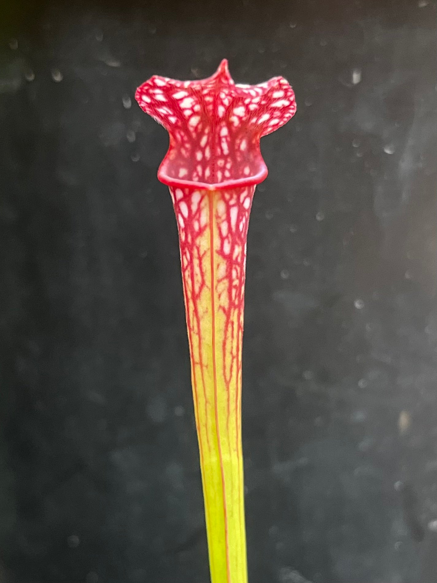 Sarracenia ‘Saurus’ x MK L18