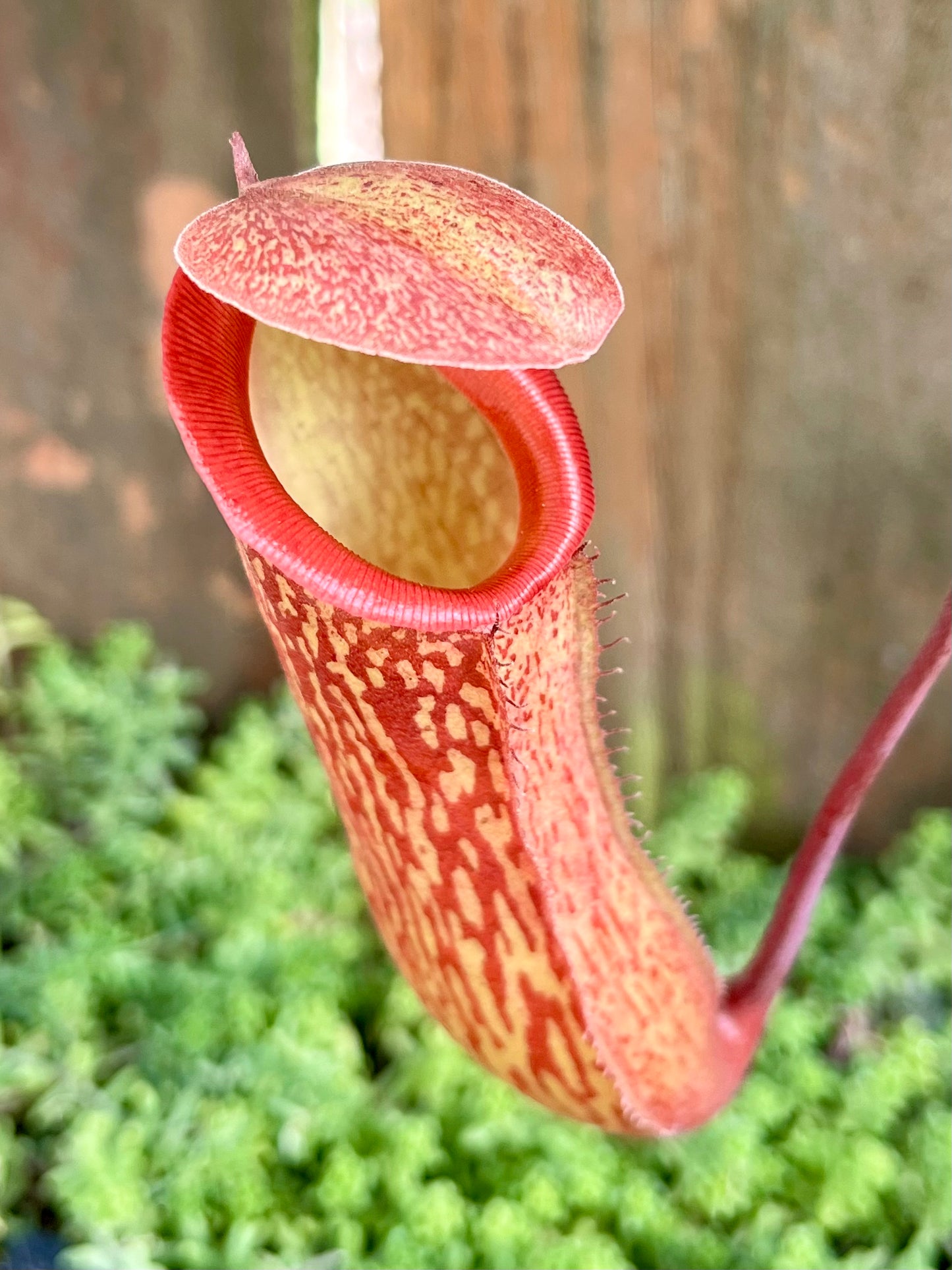 Nepenthes (x splendiana) x ventricosa "red" - established cutting