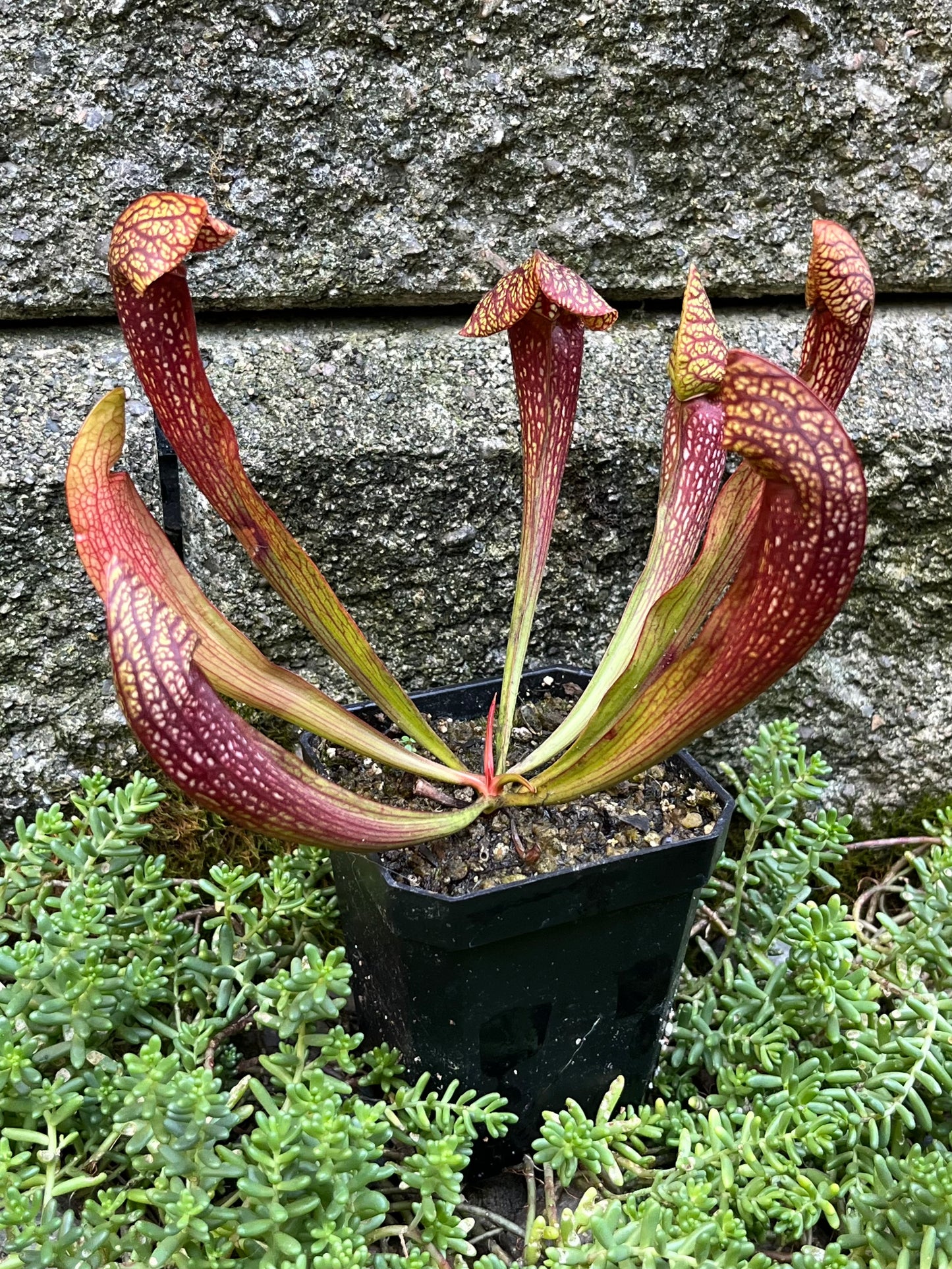 Sarracenia 'Dixie Lace'