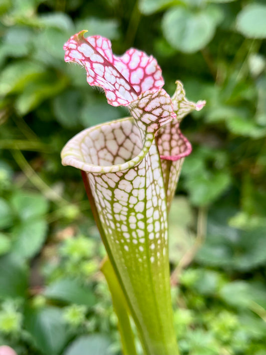 Sarracenia leucophylla “Super Pink” x HCW#F