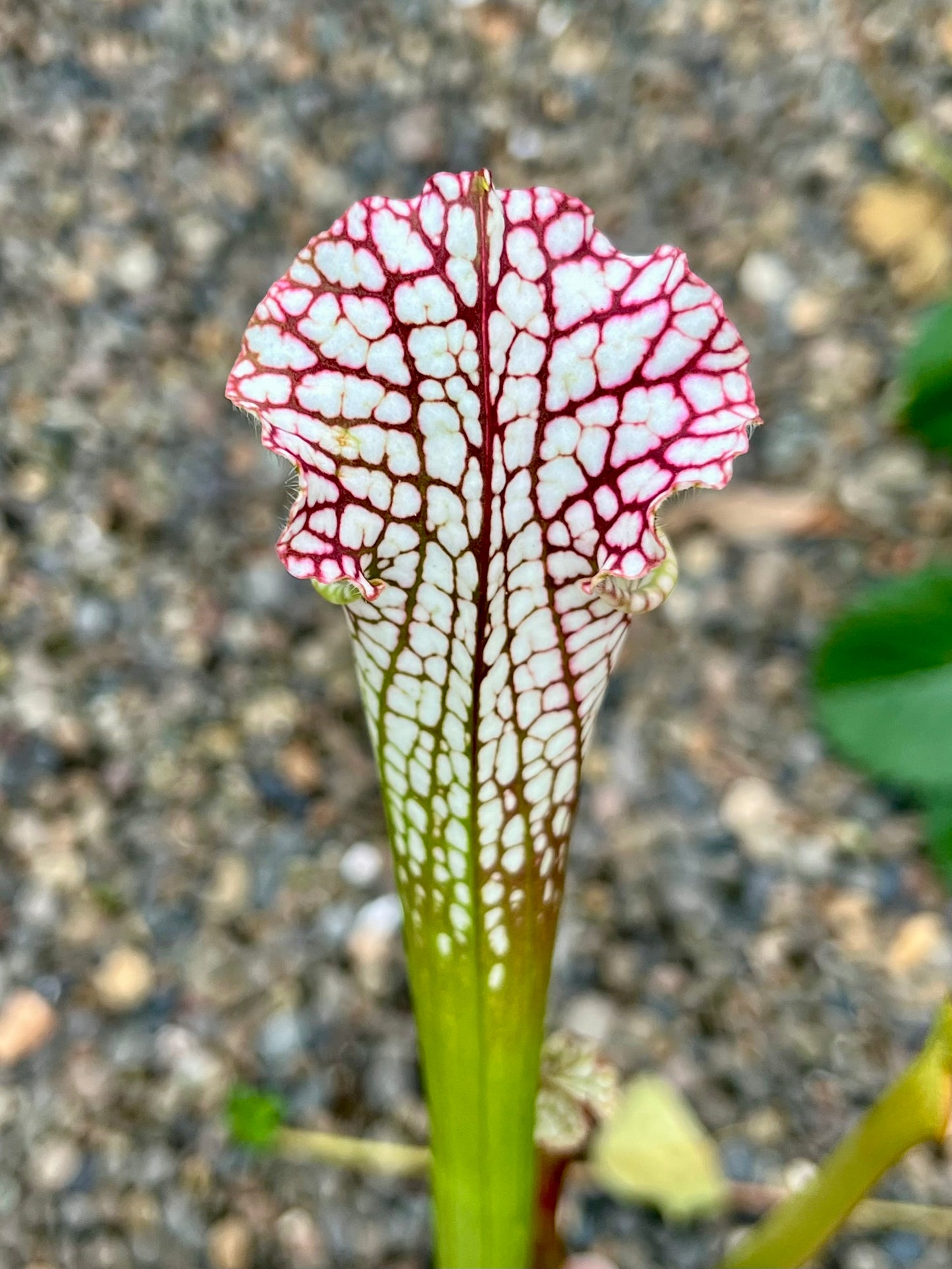 Sarracenia leucophylla “Super Pink” x HCW#F