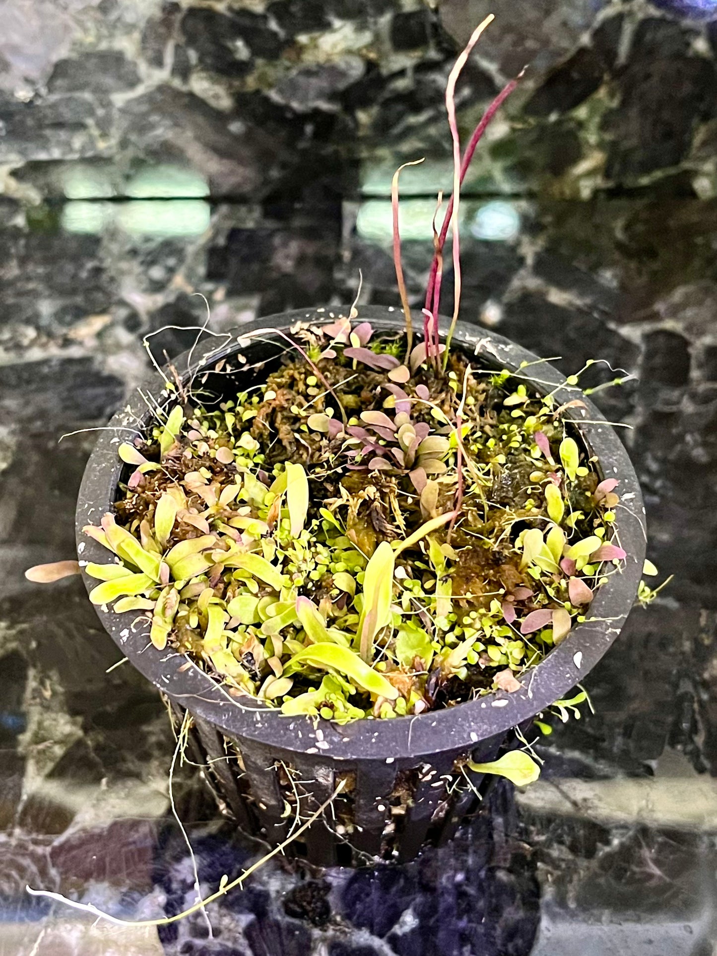 Utricularia PARTY - mix of select utrics