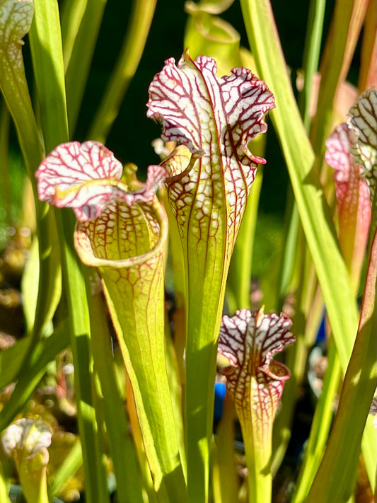 Sarracenia leucophylla 'Tarnok'