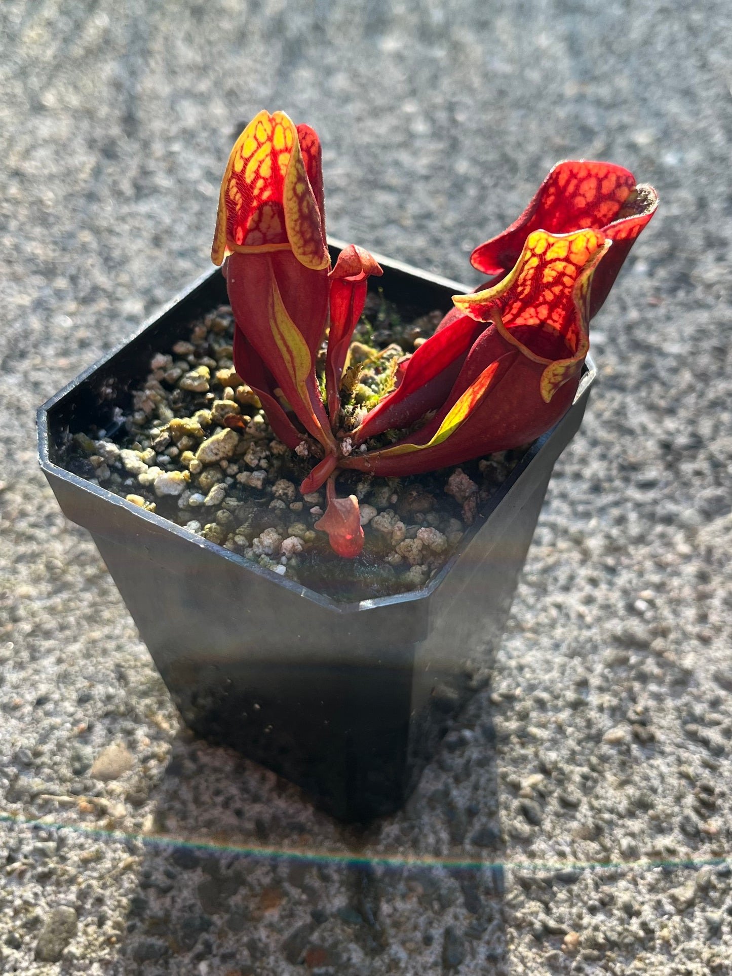 Sarracenia purpurea OP - seed grown