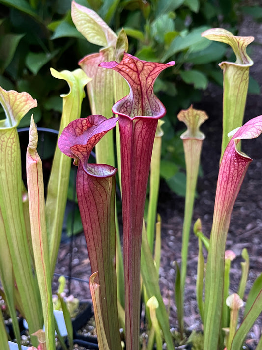 Sarracenia ‘Grower’s Select’ hybrid