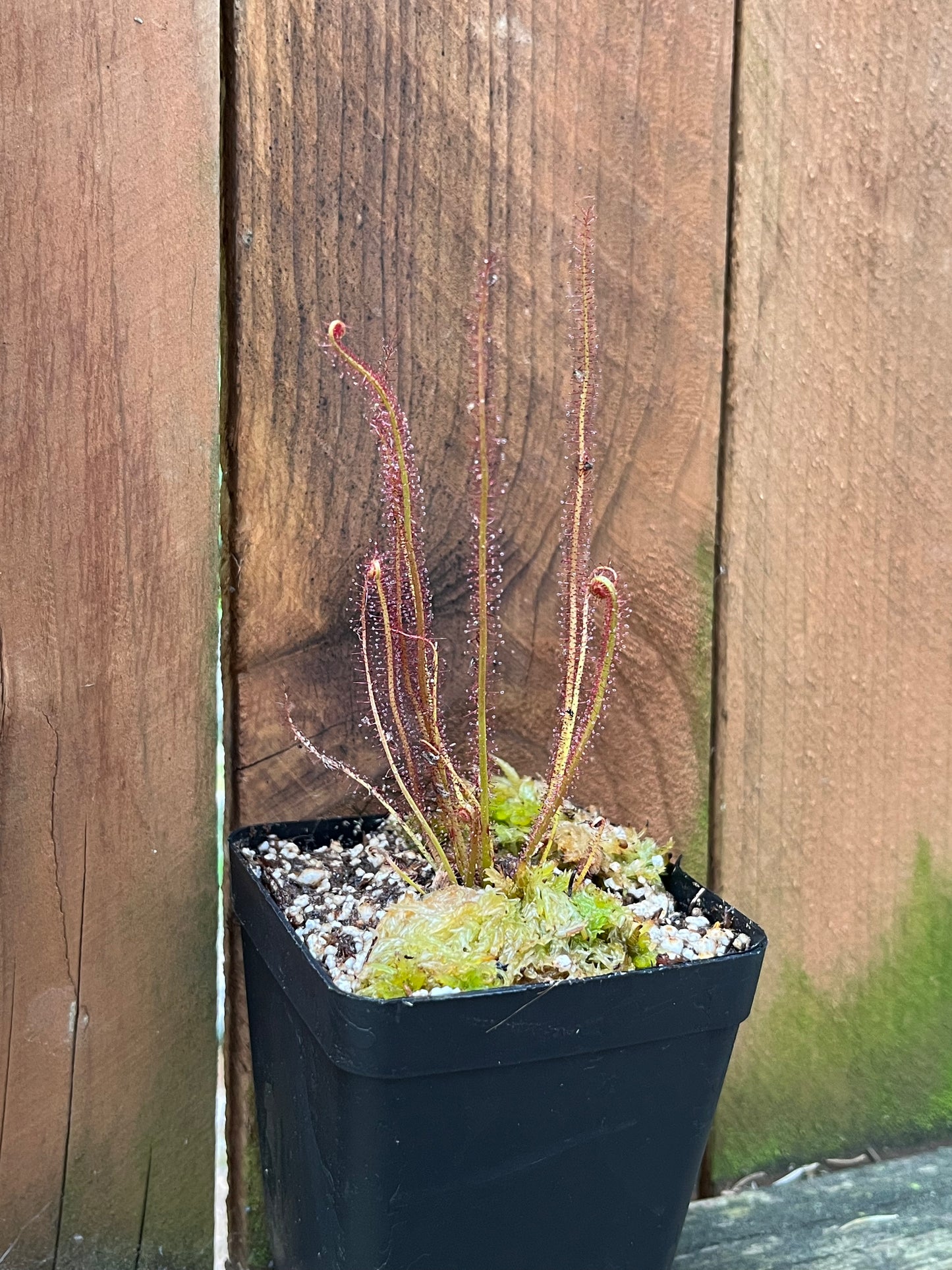 Drosera filiformis “Crawdaddy”
